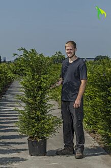 Idegran kruka 125-150 cm Kruka