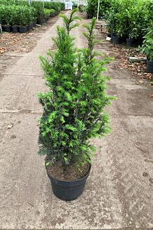 Idegran kruka 60-80 cm Kruka