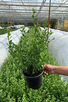 Japansk Järnek kruka 40-50 cm Kruka