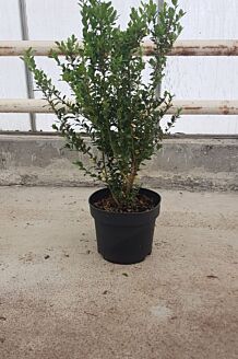 Japansk Järnek kruka 60-80 cm Kruka