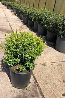 Japansk Järnek sfär 40 cm Kruka