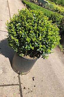 Japansk Järnek sfär 50 cm Kruka