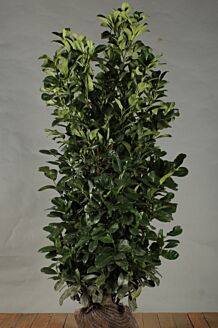 Lagerhägg 