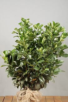 Lagerhägg 