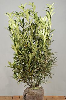 Lagerhägg "Reynvaanii" rotklump 100-125 cm Rotklump