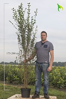 Bredbladig liguster kruka 175-200 cm Kruka