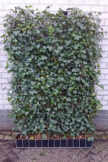 Murgr&ouml;na f&auml;rdig h&auml;ck 200 cm F&auml;rdig h&auml;ck