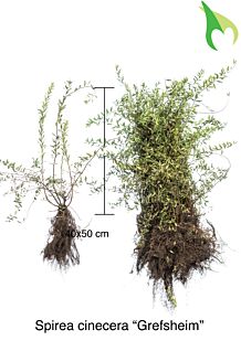 Norskspirea 