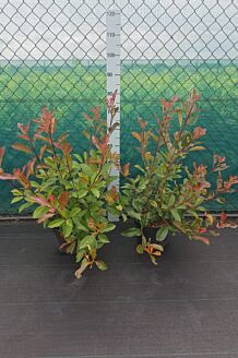 Snittmispel kruka 60-80 cm Kruka