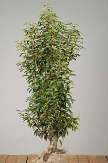 Portugisisk lagerhägg rotklump 100-125 cm Rotklump