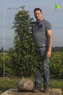 Portugisisk lagerhägg rotklump 150-175 cm Rotklump