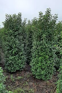 Portugisisk lagerhägg rotklump 225-250 cm Rotklump