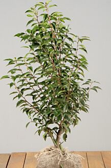 Portugisisk lagerh&auml;gg rotklump 40-60 cm Rotklump