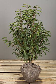 Portugisisk lagerh&auml;gg rotklump 60-80 cm Rotklump