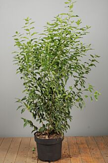 Portugisisk lagerhägg kruka 100-125 cm Kruka