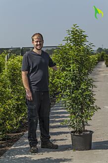 Portugisisk lagerhägg kruka 150-175 cm Kruka