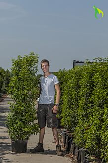 Portugisisk lagerhägg kruka 175-200 cm Kruka