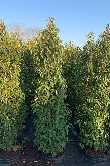 Portugisisk lagerhägg kruka 200-225 cm Kruka