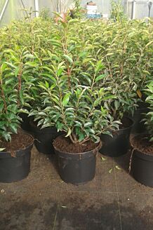 Portugisisk lagerh&auml;gg kruka 40-60 cm Kruka