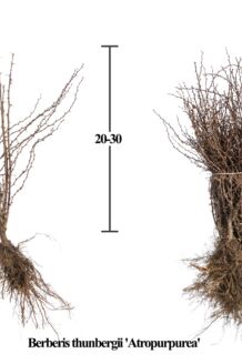 R&ouml;d H&auml;ckberberis barrotad 20-30 cm Barrotad