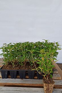 R&ouml;d vipphortensia med rotklump 25-30 cm Rotklump