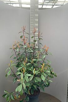 Snittmispel kruka 100-125 cm Kruka