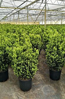 Hybrididegran Hybrididegran