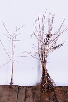 Trubbhagtorn barrotad 125-150 cm Barrotad