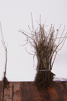 Trubbhagtorn barrotad 40-60 cm Barrotad