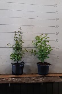 Trubbhagtorn kruka 40-60 cm Kruka