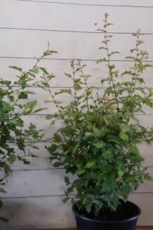 Trubbhagtorn kruka 60-80 cm Kruka