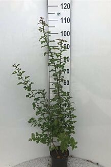 Trubbhagtorn kruka 80-100 cm Kruka