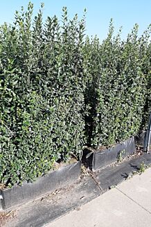 Vinterliguster ’Atrovirens’ färdig häck 160-170 cm Färdig häck
