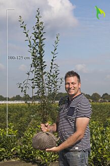Vinterliguster &rsquo;Atrovirens&rsquo; rotklump 100-125 cm Rotklump
