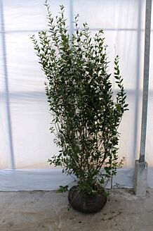 Vinterliguster ’Atrovirens’ rotklump 150-175 cm Rotklump