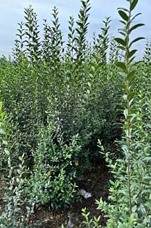 Vinterliguster &rsquo;Atrovirens&rsquo; rotklump 200-225 cm Rotklump