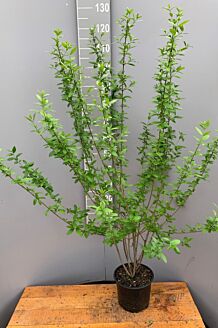 Vinterliguster ’Atrovirens’ kruka 100-125 cm Kruka