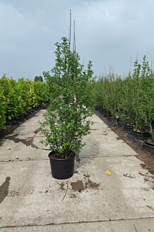 Vinterliguster ’Atrovirens’ kruka 125-150 cm Kruka