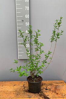 Vinterliguster ’Atrovirens’ kruka 40-60 cm Kruka