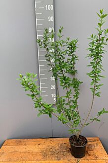 Vinterliguster ’Atrovirens’ kruka 60-80 cm Kruka