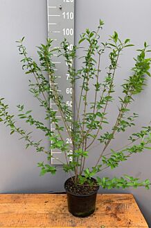 Vinterliguster ’Atrovirens’ kruka 80-100 cm Kruka