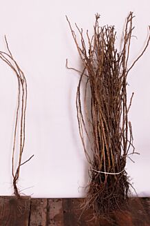Vresros barrotad 40-60 cm Barrotad