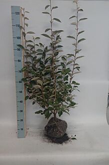 Höstsilverbuske rotklump 80-100 cm Rotklump