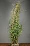 Bambu-Klump-175-200