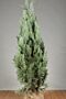 Blå-Cypress-Klump-100-125