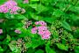 Brokspirea-Genpei-ALG HAAG