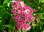 Brokspirea-Genpei-ALG INZ