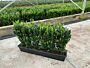 Euonymus-Jean-Hughes-ALG HAAG