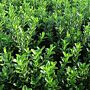 Euonymus-Jean-Hughes-ALG INZ