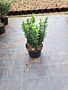 Euonymus-Jean-Hughes-Kruka-30-40